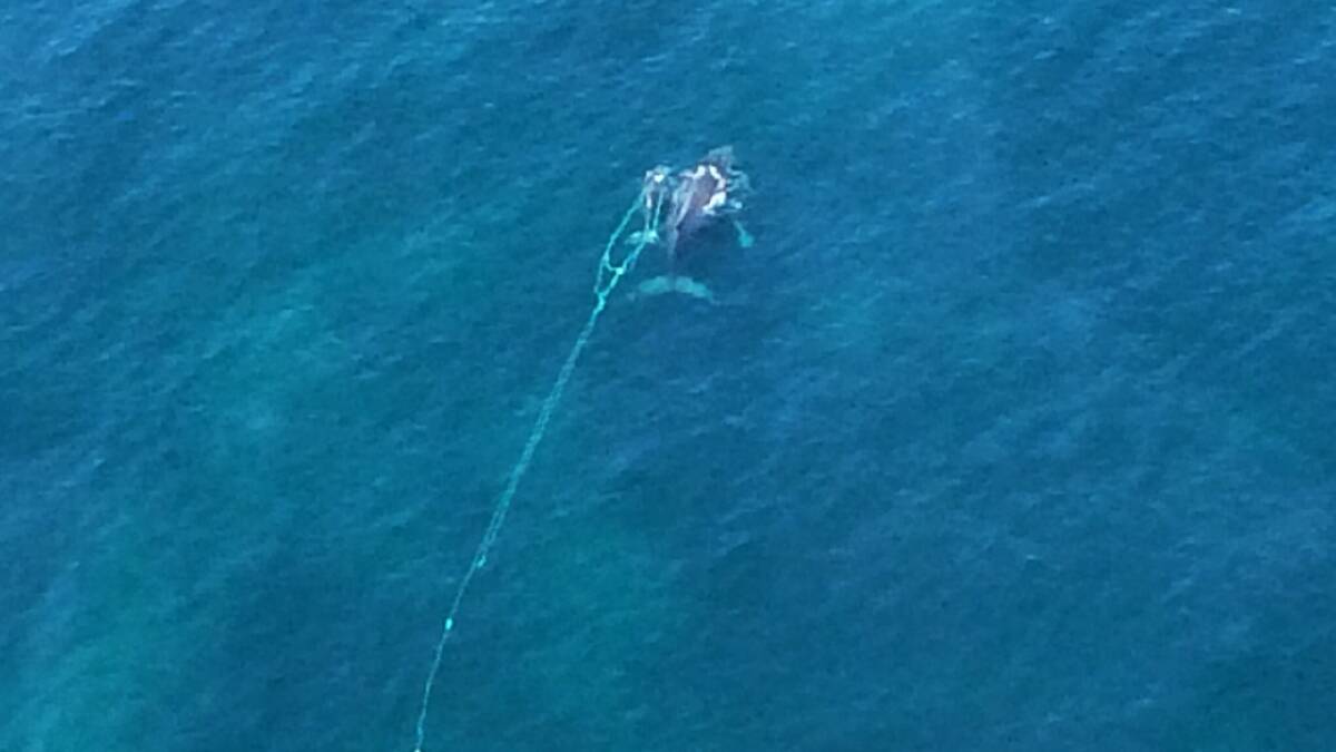 A whale calf trailing a net swims with its mother off Depot Beach on Monday, October 13. By Tuesday morning, the whale had reached Narooma and NPWS crews hope to mount a rescue effort.