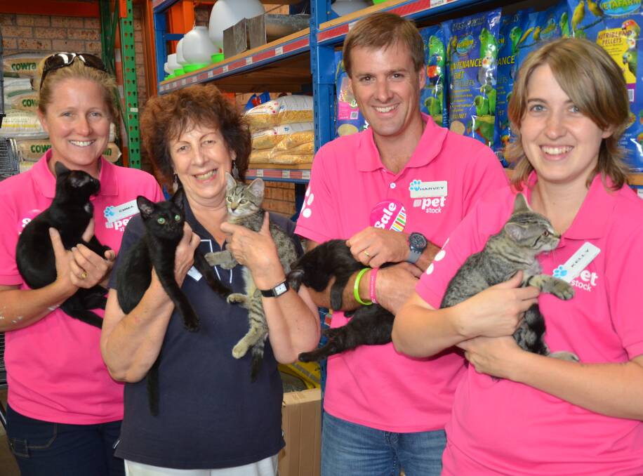 KITTEN CABOODLE: Petstock's Emma and Harvey Doberer and Kelly Pidcock and Eurobodalla AWL'S Elaine Schutt with five of the rescue kittens Bobby. 