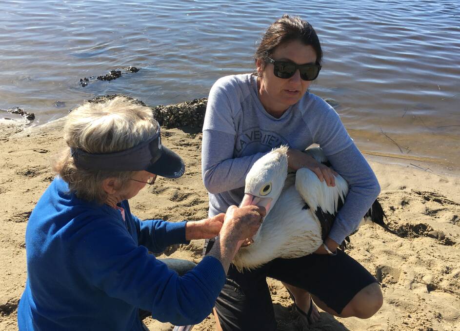 Lisa Hood and Betty Spilstead tend to an injured pelican in need of medical attention.