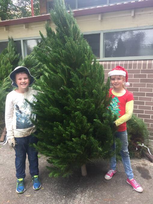 Fresh-cut Christmas trees for a cause