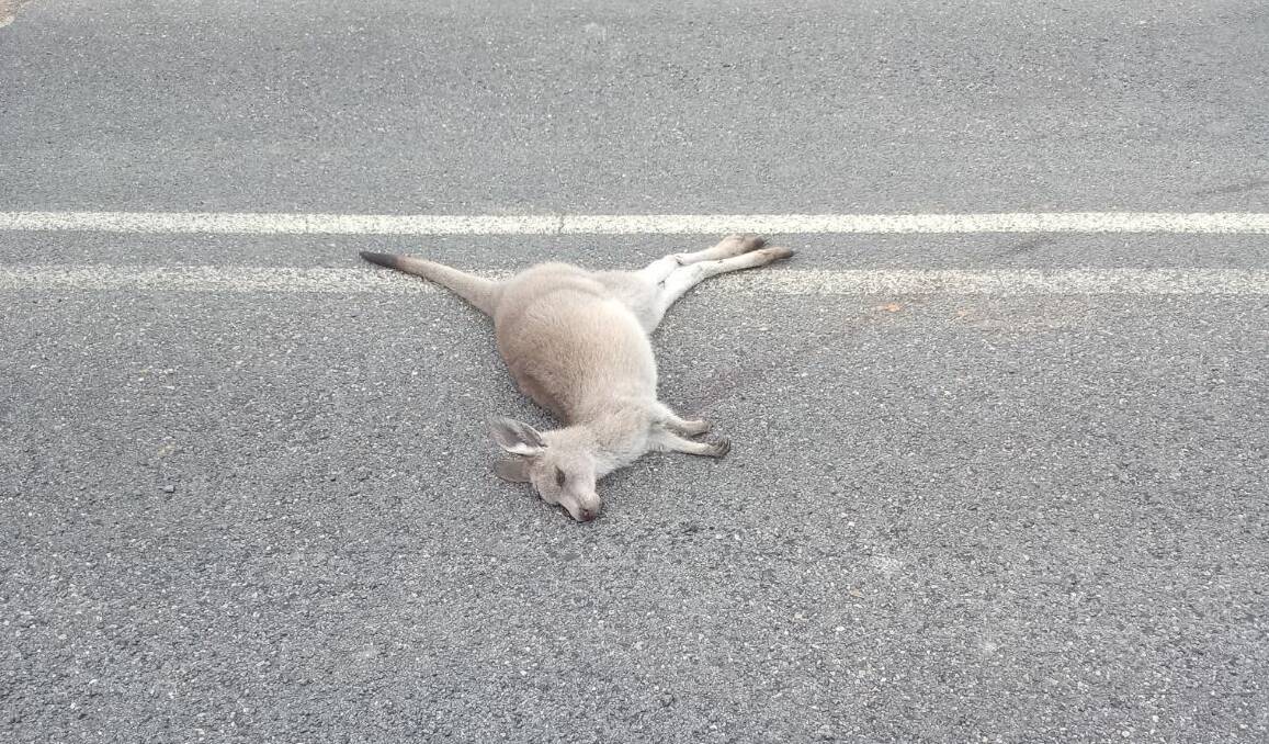 One of three dead kangaroos believed to have been deliberately killed by a driver in the Thompson River Estate at Tathra. Pictures supplied
