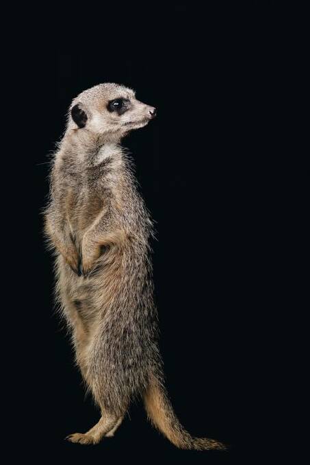 LOOK: Leo the meerkat, photographed using studio protrait techniques.