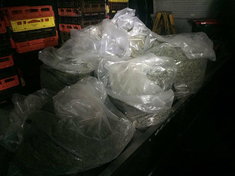 Part of the multi-million dollar cannabis haul uncovered by police near Dubbo. Picture: NSW Police