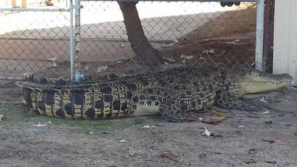 This crocodile ended up in a Karumba yard early on New Year's Eve. (Supplied: Queensland Police Service)
