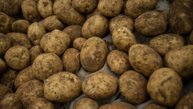 Potatoes. Photo: Wolter Peeters

