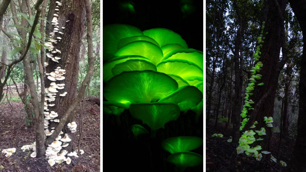 The ghost mushrooms during daylight hours and then after the sun goes down. Pictures by Heather Meek and David Rogers