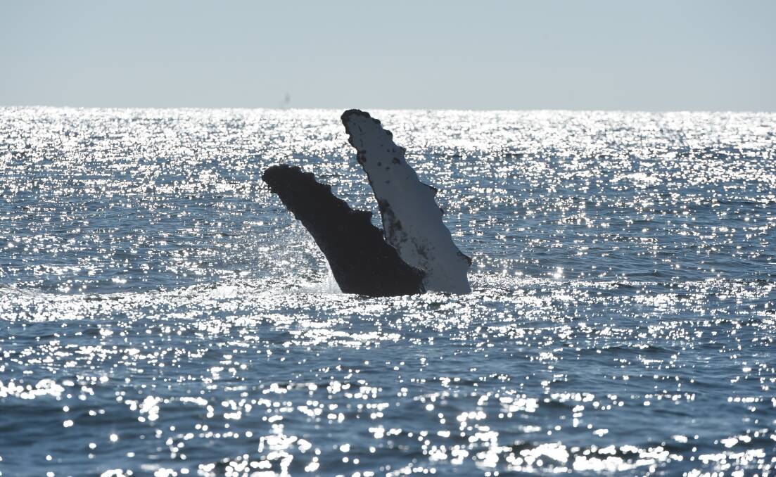 WHALES: Humpbacks migrate annually and can often be seen off North Stradbroke Island.