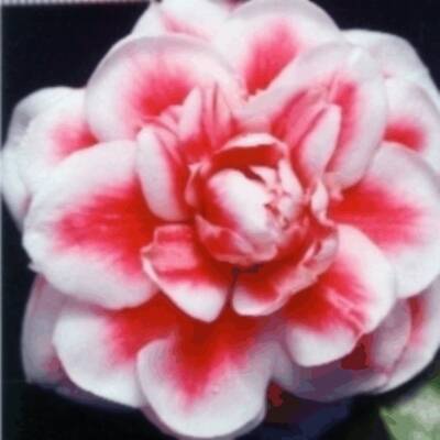 A superb example of the Alice Creighton Camellia.

