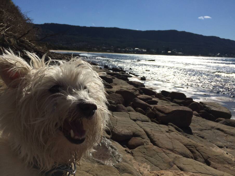 DOG'S LIFE: George in happier times, before the survey results came out. Picture: Desiree Savage