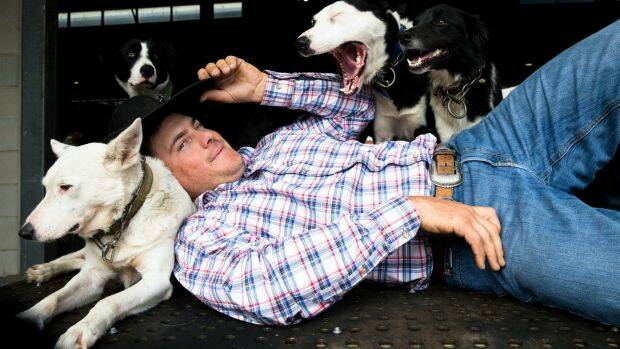 Murray Wilkinson with his cattle dogs at the Easter Show in Sydney.  Photo: Janie Barrett