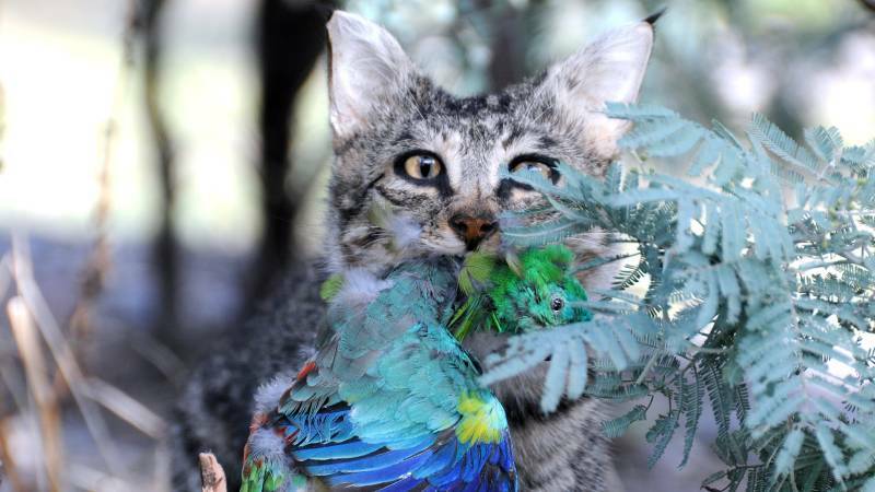 Animal Justice MP Mark Pearson has argued that culling feral cats creates a vacuum that can be quickly filled by other feline predators.