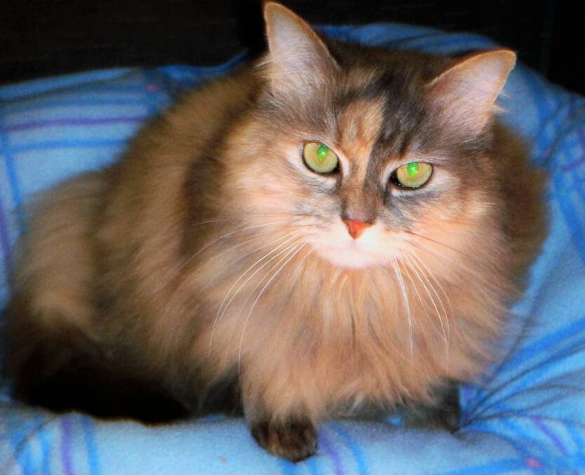 Emma is a muted tortoiseshell,l ; 5 years old. She is a shy girl and would respond well to a "cat" person.  