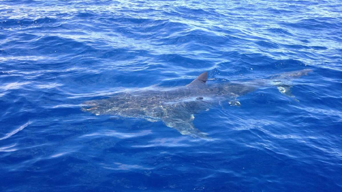 Sharks spotted off Narooma, Bermagui 