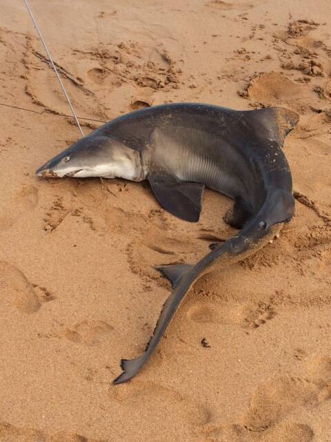 A DPI Fisheries scientist identified the shark as an immature male, approximately 1.87 metres long and weighing 40kg, that was healthy and in good condition before being speared. 