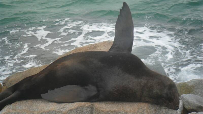 Photos of seals on the Narooma break wall by marine science graduate Marie Clee