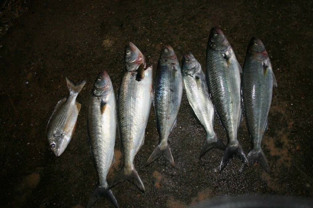 Ron Snape's haul from Tilba Beach right up in south end. Not bad salmon to 2.5 kg on metal lures, while the tailor and bream were on pilchard. 