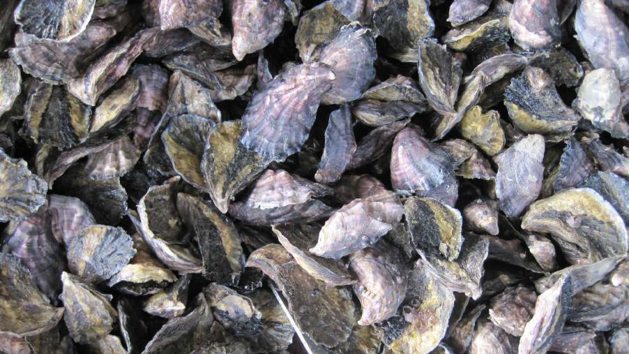 Wagonga Inlet rock oysters. File photo 