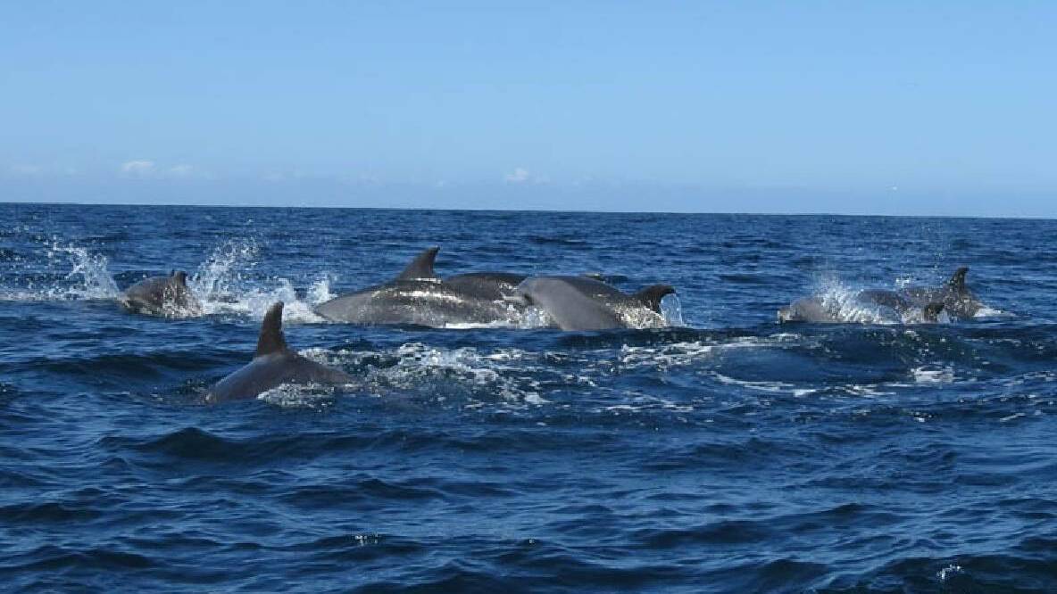 A pod of dolphins photographed off Tuross back in 2013. File photo