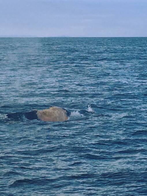 Photos of the injured and other whales spotted off Narooma recently 