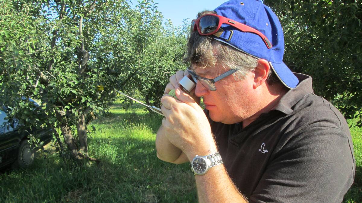 Andrew Jessop, horticultural entomologist, from the Central Coast checks out pesky fruit flies. 