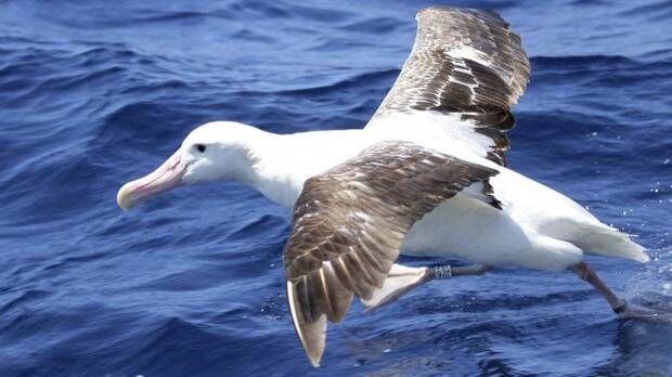 The Geelong Star operators Seafish Tasmania have made changes to the boat's net sonde cable following the deaths of seven albatross.