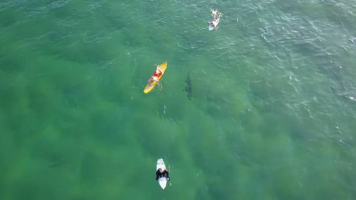 Shark photobomb: drone captures Kiama surfers caught unaware
