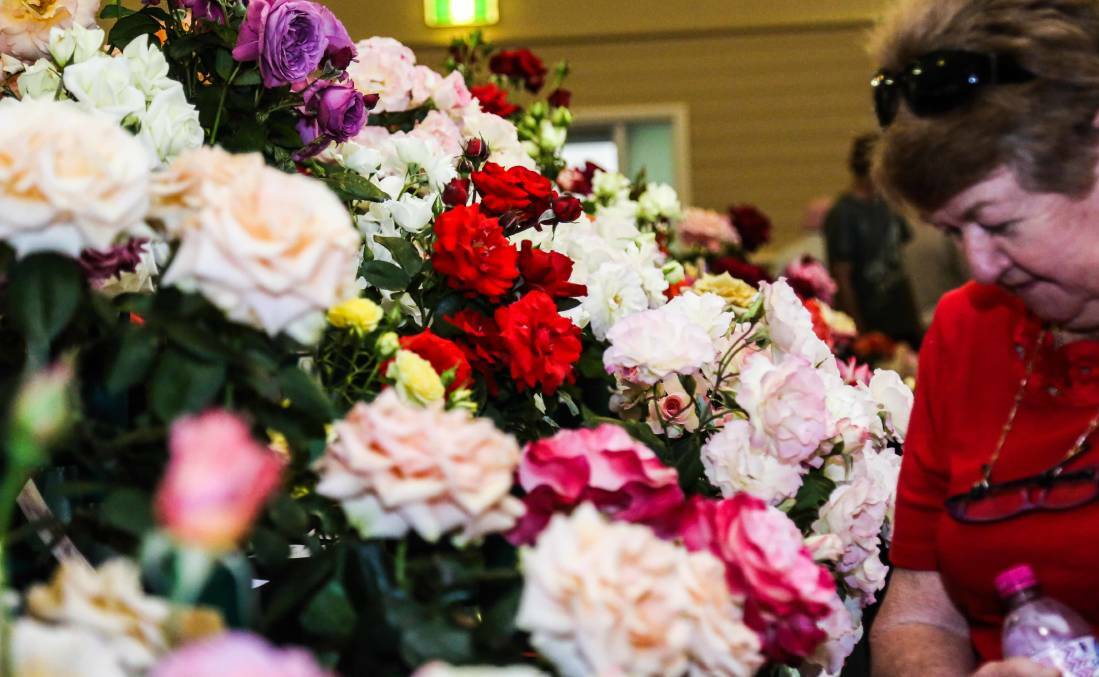 Blooming beautiful: The Illawarra Rose Society will hold its annual Spring Rose Festival at Jamberoo Municipal Hall this weekend, October 22-23.