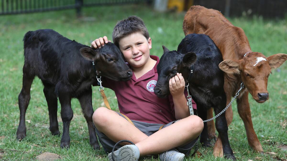 HOLY COW: Blake Shortland, 10, with triplets Ebony, Mini and Red. The heifers were born on November 20 at the Shortland Dairy Farm in Tongarra. Picture: Robert Peet.