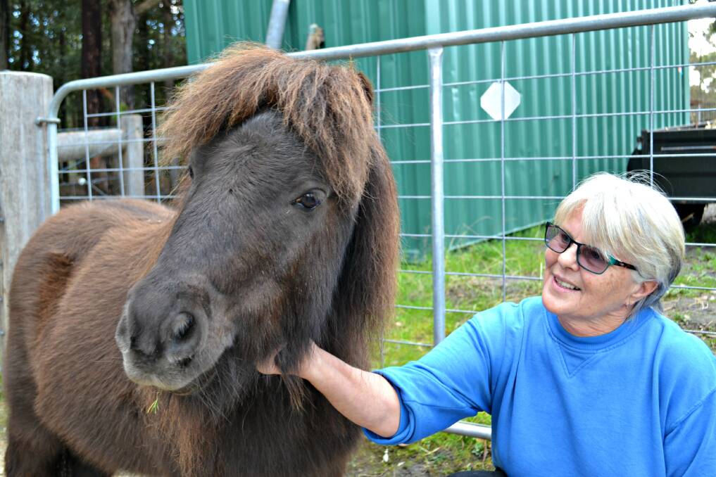 LOVE TO GIVE: Elderly shetland Bobby is seeing out his twilight years in the care of Lynne. Lynne has been rescuing abused and badly treated animals for 30 years. 
