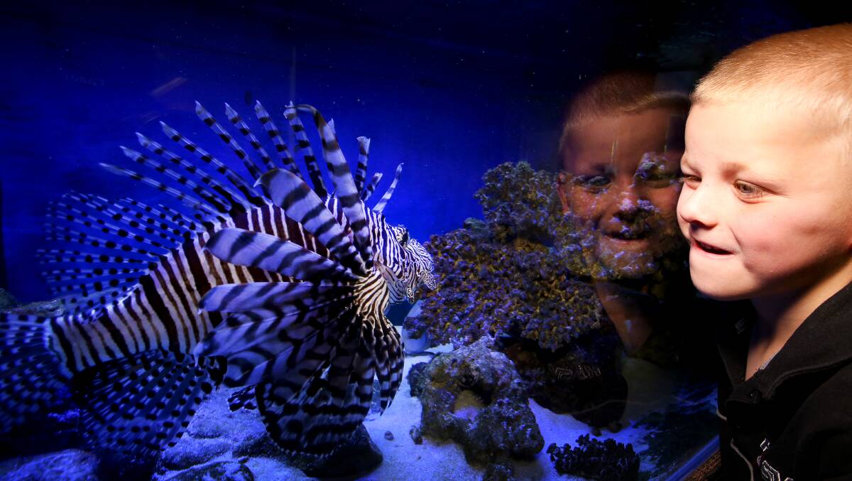 FAVOURITE PLACE: Chev Hitchens, 6, loves animals and the family fishtank is one of his favourite spots. Picture: SYLVIA LIBER 