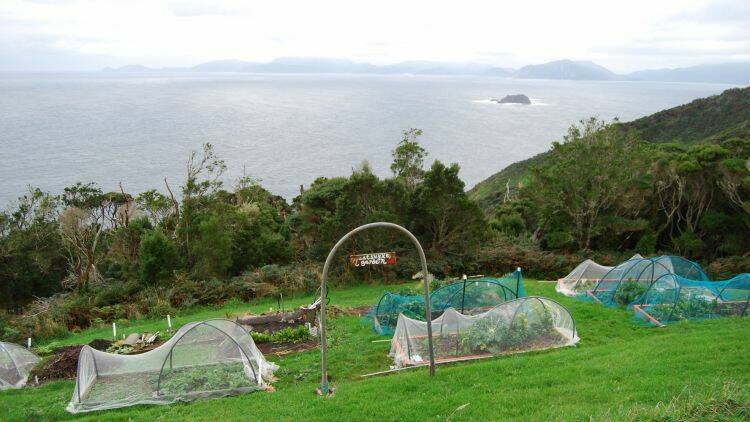 Maatsuyker Island garden with the southwest coast of Tasmania in the background. Photo: Tasmania Parks and Wildlife Service

