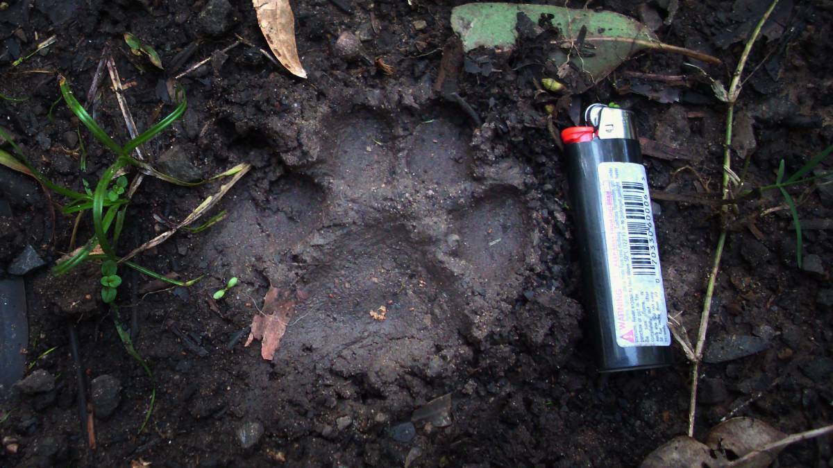 Hello, kitty: A photograph of a print left at the foothills of the Illawarra escarpment has turned the head of big cat handler Vaughan King. Picture: John Geragotellis 