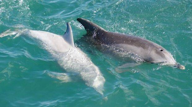 Casper the white dolphin of Jervis Bay. Photo: Dolphin Watch Cruises

