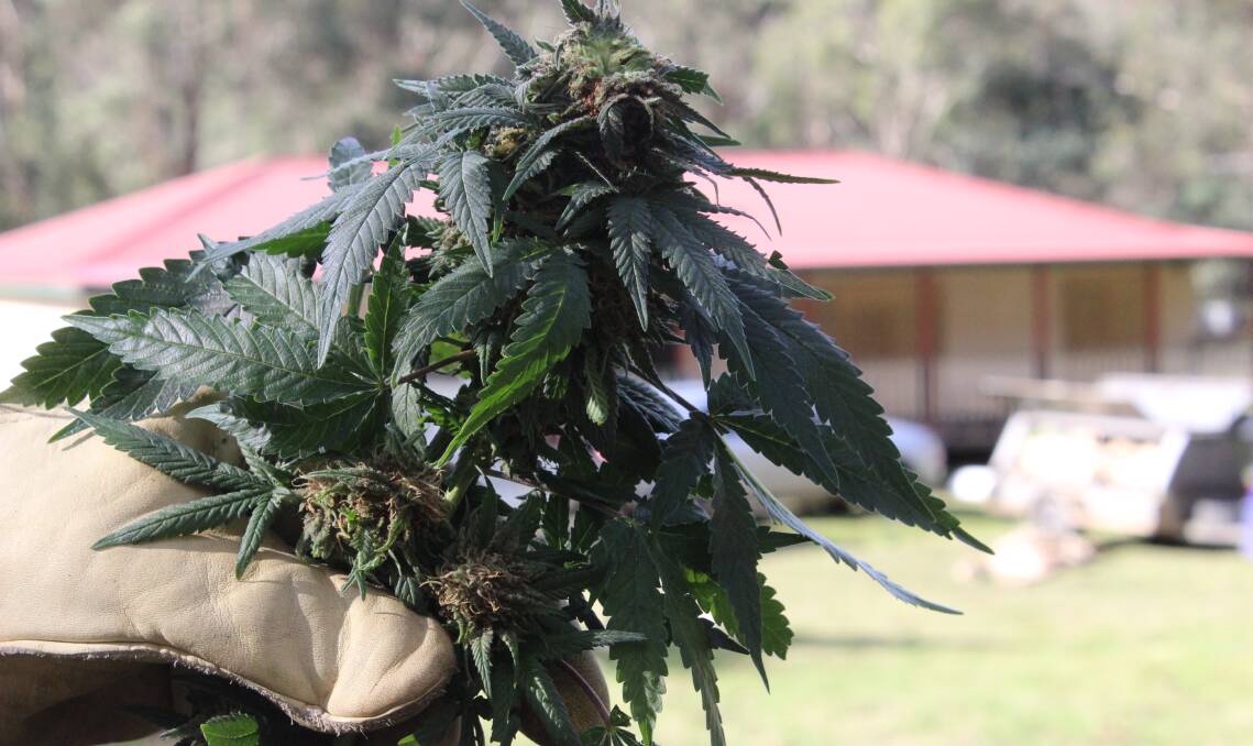 Cannabis: Ballarat’s $8m industry