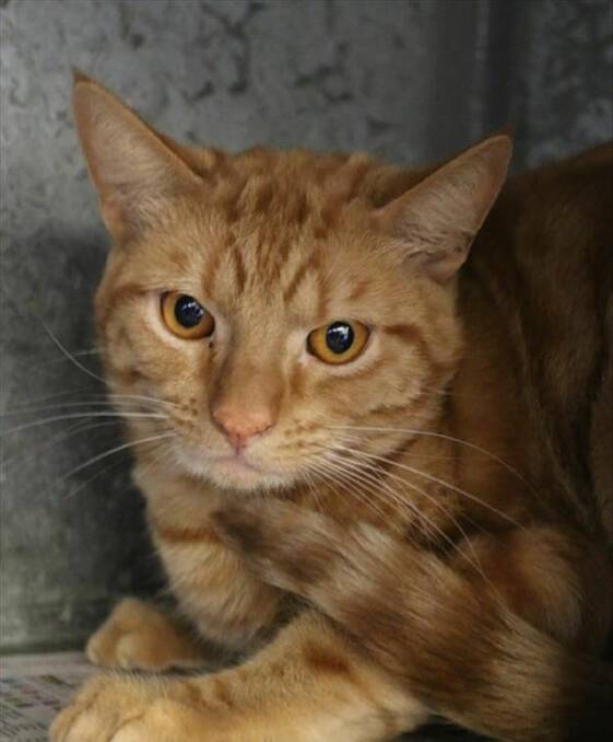 GINGER: Max just wants a home where he can snuggle up to his family on a cold winter’s night and get lots of love and attention.