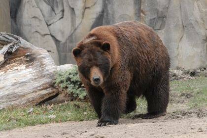 For the past three years bears have been in hibernation for good reason. Photo: Chicago Zoological Society
