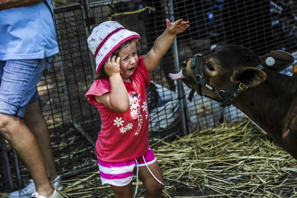 This young show-goer looks a bit worried about patting this calf at the Kiama Show on Saturday.