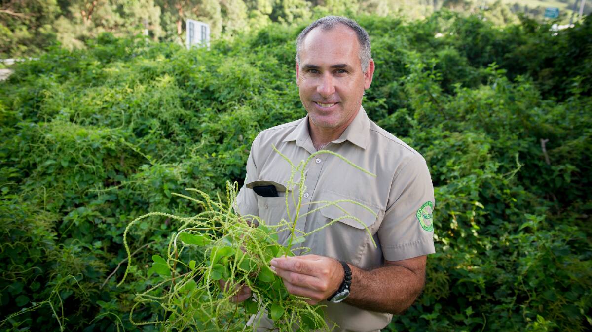 Illawarra District Noxious Weeds Authority's David Pomery firmly believes weed management should remain with local government. Picture: ALBEY BOND