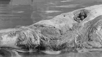 A cure for rheumatism, Bob Wiles in the carcass of a whale, Twofold Bay. Photo: courtesy National Library of Australia