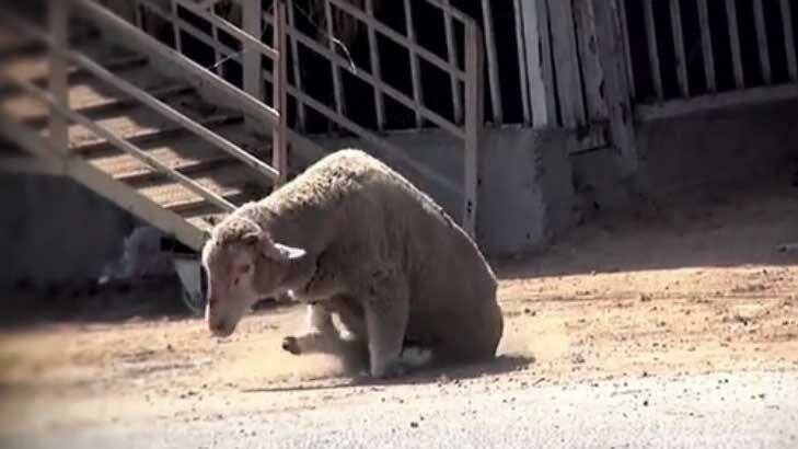 A sheep struggles to move after its legs were bound. Photo: Animals Australia