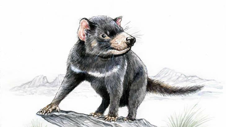 Tasmanian devil. (Illustration by Joe Benke.)