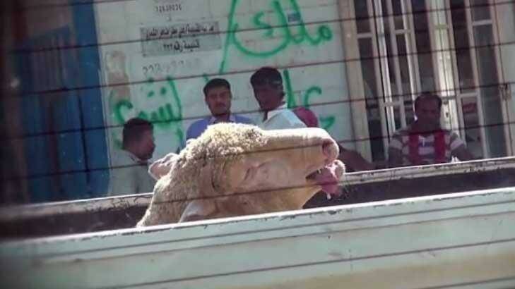 A sheep suffering on the back of a truck. Other sheep were filmed being cruelly stuffed into wheelbarrows and car boots. Photo: Animals Australia
