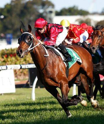 No Epsom ... Corey Brown rides Rock Sturdy to win the Shannon Stakes at Rosehill.