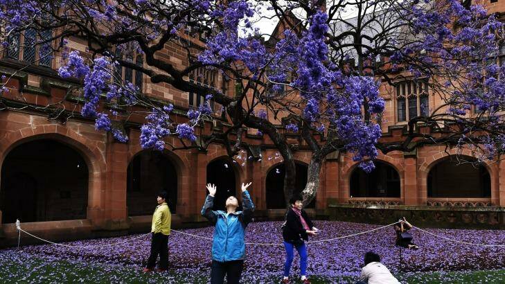 Blooming lovely: Chinese tourists enjoy the brilliant flowers of the old jacaranda in the Sydney University Quadrangle. It has been cloned so it will survive when the original tree, planted in 1928, dies. Photo: Nick Moir