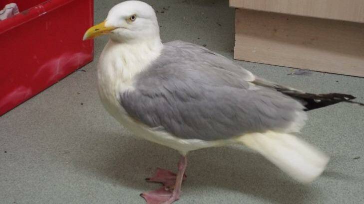 The seagull will soon be released into the wild. Photo: Vale Wildlife Hospital