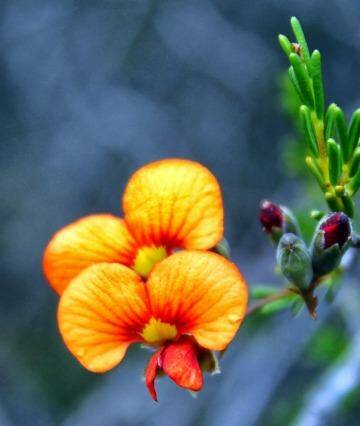 Dillwynia sericea, otherwise known as the very showy show parrot-pea. Photo: Tim Dolby
