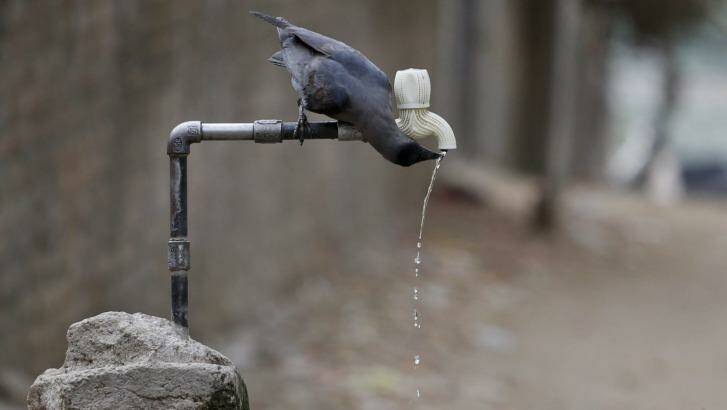 A crow drinks water from a tap on a hot day in Ahmadabad, India,last week. Photo: Ajit Solanki