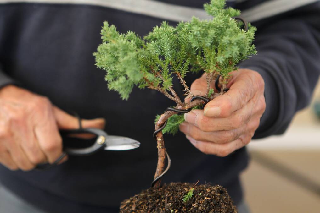 A free clinic for growers will be held during the Urimbirra Bonsai Society's annual exhibition in Dapto next week.