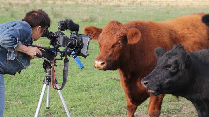 Billie Dean directing her rescued cows for the web series "Wisdom from the Paddock". Photo: Supplied
