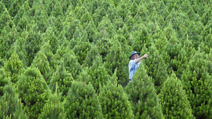 People have been asked to check their Christmas tree for giant pine scale. Photo: Wayne Taylor
